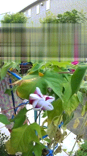 あさがお
